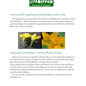 May include: A guide on how to tell the difference between male and female squash, gourd, and melon flowers. The guide includes images of the flowers and their reproductive organs. It also explains how to increase the number of female flowers by using a technique called "Birds and the Bees".