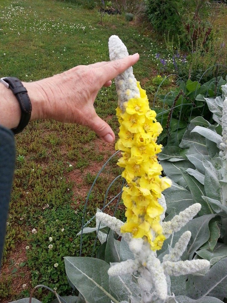 Mullein Seeds Verbascum bombyciferum Arctic Summer Medicinal Herb SEEDS zdjęcie 2