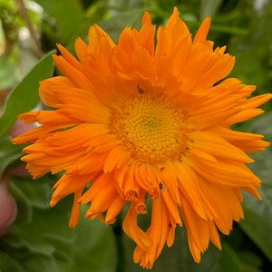 Calendula Seeds -  Orange, Calendula -- Medicinal Herb