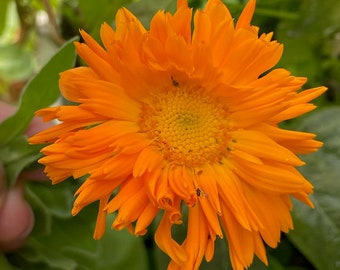 Calendula Seeds -  Orange, Calendula -- Medicinal Herb