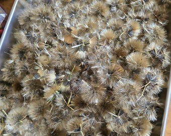 70 Pièces Graines De Plantes Papalo Porophyllum - Semences De Haute Qualité Pour Jardin