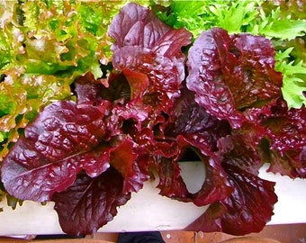 Red Salad Bowl Lettuce