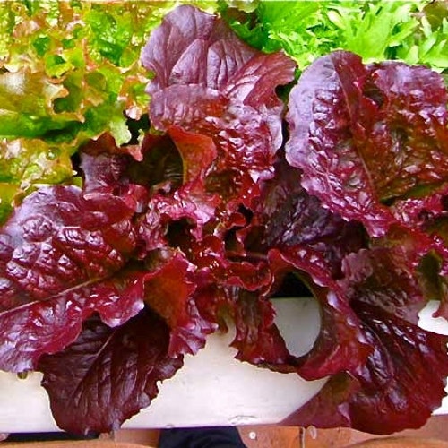 Red Salad Bowl Lettuce