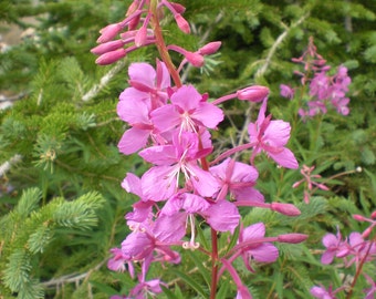 May include: A close-up of a pink flower with multiple blooms growing in a green garden.