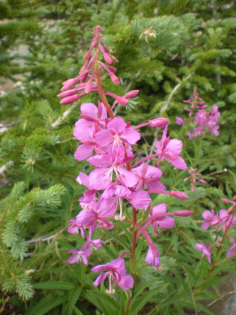 Fireweed Seeds Rosebay Willowherb Epilobium angustifolium Medicinal Herb SEEDS image 1