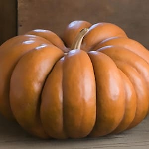 Pumpkin Seeds  -  "Musque de Provence" - Seeds
