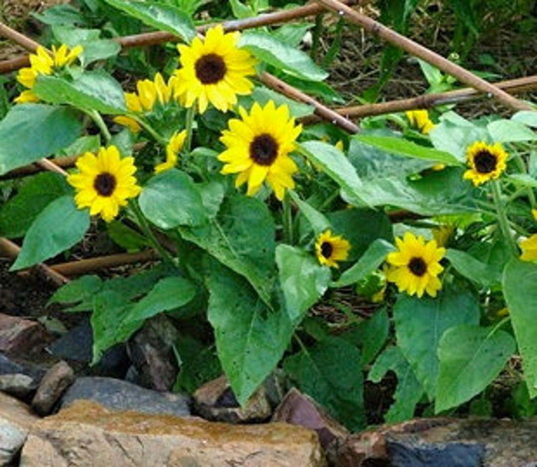 Sunflower Seeds Big Smile Helianthus Annuus Etsy