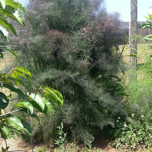 GRAINES de fenouil bronze - Foeniculum vulgare 'Purpureum' - plante médicinale - Graines