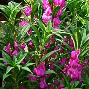 Chinese Balsam Seeds - Impatiens balsamina - Seeds