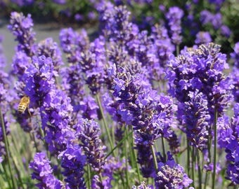 Lavender Seeds -  Lavandula agustifolia  - “Munstead” - medicinal herb - Seeds
