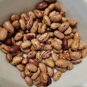 Vermont Cranberry,  Bush Bean,  Phaseolus vulgaris