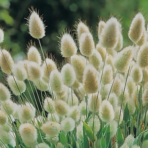 Lagurus ovatus - Queues de lapin - Graines