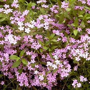 Saponaria officinalis - Soapwort - Bouncing Bet  - Seeds