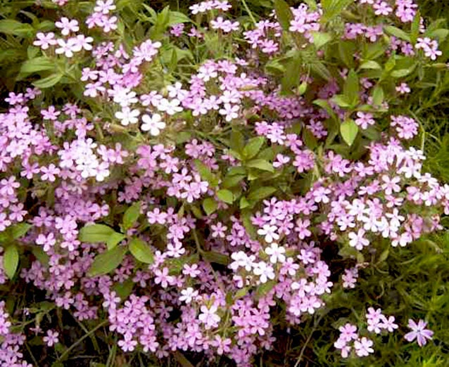 White Soap Wort Seed 30 Seeds Saponaria Officinalis Beautiful Flower Seeds A253