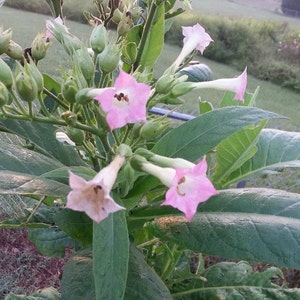 May include: A close-up of a pink tobacco plant with several flowers in bloom. The plant has large green leaves and is growing in a garden setting.