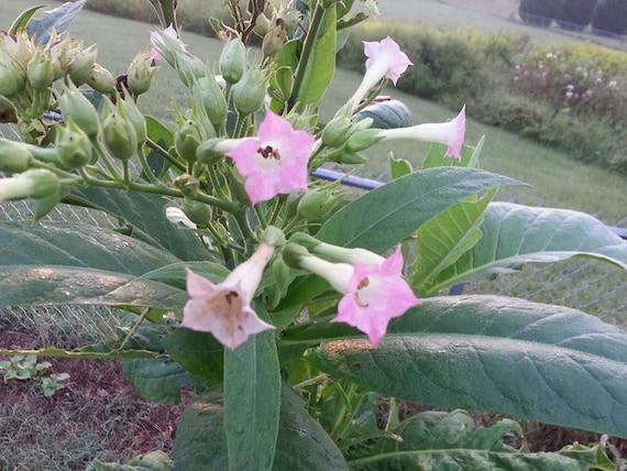tobacco herb Tobacco Seeds - Native American Ojibwa Ceremonial -- Medicinal Herb - Seeds