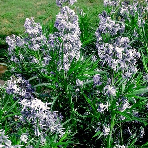 Amsonia illustris - Shinning Blue Star -- Medicinal Herb - Seeds