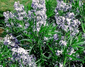 Amsonia illustris - Shinning Blue Star -- Medicinal Herb - Seeds