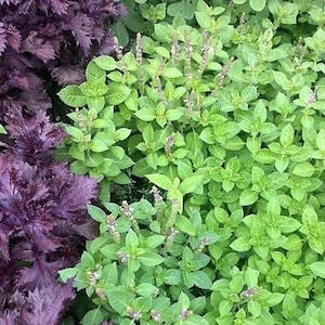 Tulsi SEEDS - Rama - Holy Basil - Purple Stems - SEEDS -- Medicinal Herb