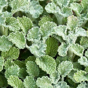 Horehound - BULK Dried Herb. --  1.5oz