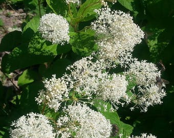 Ceanothus americanus -New Jersey Tea   -   SEEDS