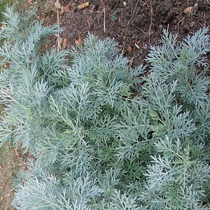 Wormwood, Absinthe Artemisia absinthium Medicinal Herb Seeds image 1