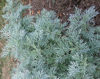 Wormwood, Absinthe  -  Artemisia absinthium -- Medicinal Herb - Seeds