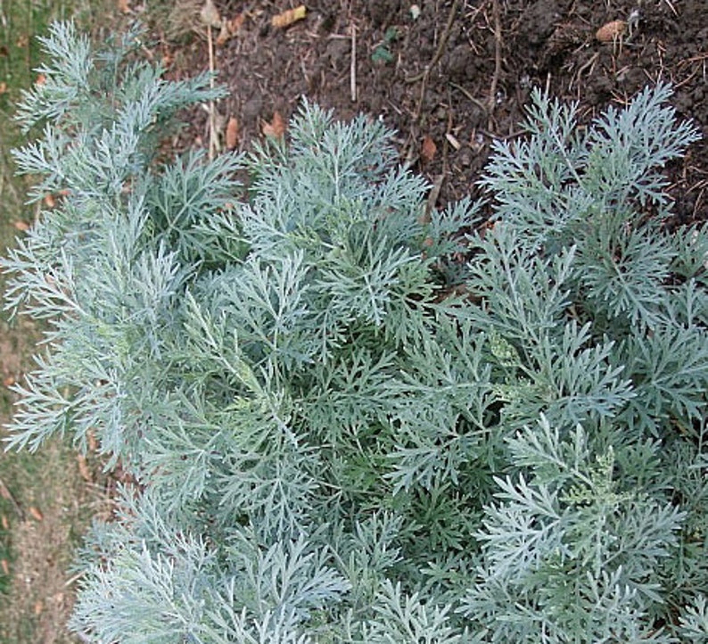 Wormwood, Absinthe Artemisia absinthium Medicinal Herb Seeds image 1