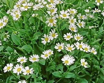 Costmary  - Tanacetum balsamita -- Medicinal Herb - Seeds