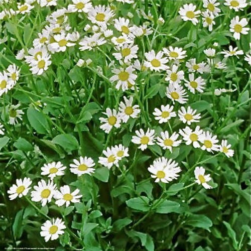 Costmary  - Tanacetum balsamita -- Medicinal Herb - Seeds