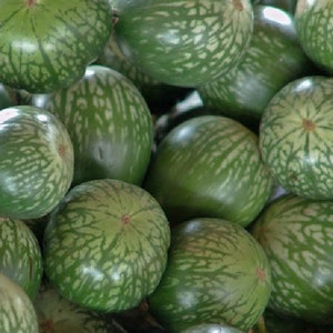 Eggplant Seeds  -  &quot;Lao&quot;  Green Striped
