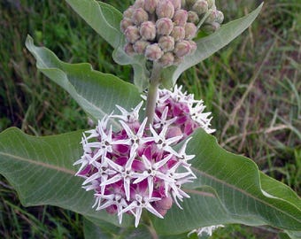 Asclepias speciosa - Asclépiade voyante - 20 graines