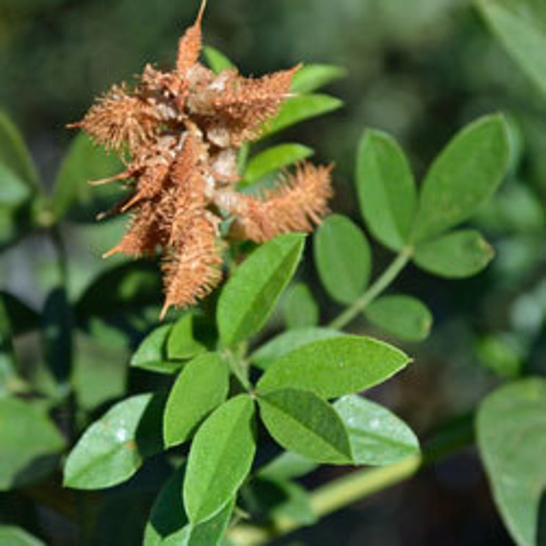Licorice licorice Seed Glycyrrhiza Glabra Medicinal Etsy