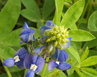 Graines de Bluebonnet du Texas