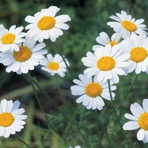 Pyrethrum Seeds - Tanacetum cinerariifolium -- Medicinal Herb - SEEDS