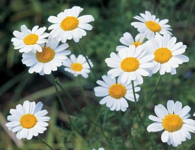 Pyrethrum - Tanacetum Cinerariifolium -- Herb - 25 SEEDS - Etsy