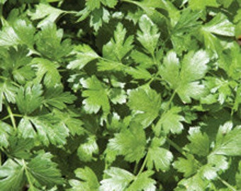 Cilantro/Coriander Seeds - Santo Monogerm -- Medicinal Herb
