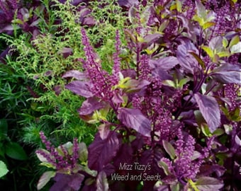 Tulsi Seeds, &quot;Krishna&quot; -- Medicinal Herb - Difficult to germinate