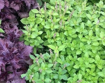 Tulsi Seeds - Rama - Holy Basil - Purple Stems - SEEDS -- Medicinal Herb