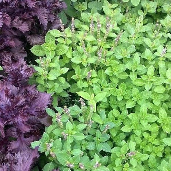 Tulsi Seeds - Rama - Holy Basil - Purple Stems - SEEDS -- Medicinal Herb