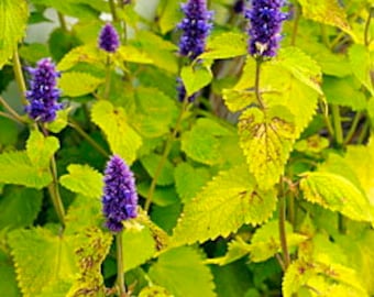 Anise Hyssop Seeds - Agastache foeniculum - "Golden Jubilee" -- Herb