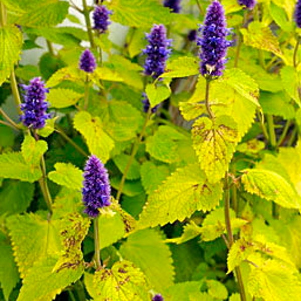 Anise Hyssop Seeds - Agastache foeniculum - "Golden Jubilee" -- Herb