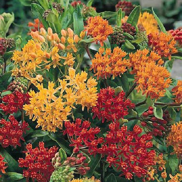 Asclepias tubrosa - Mariposas Gay - SEMILLAS