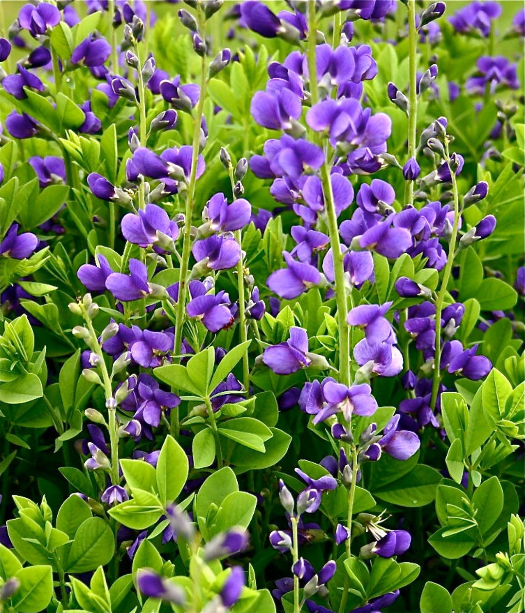 Blue False Indigo Seeds Baptisia Australis Medicinal Herb Etsy