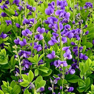 Blue False Indigo Seeds - Baptisia australis -- Medicinal Herb