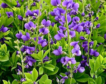 Blue False Indigo Seeds - Baptisia australis - Herb - 20 Seeds