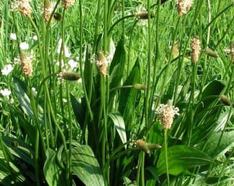 English Plantain - Plantago lanceolata - Seeds