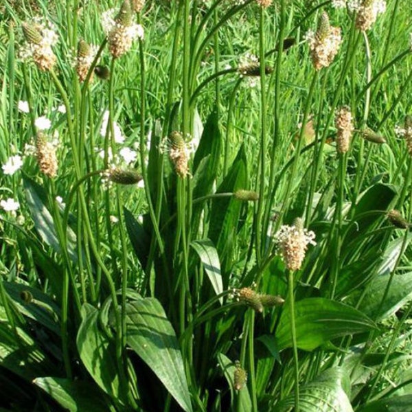 English Plantain - Plantago lanceolata - Seeds