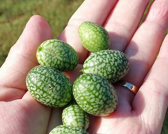 Cucumber Seeds  -  "Mexican Sour Gherkin" - Cucumber  (Melothria scabra)