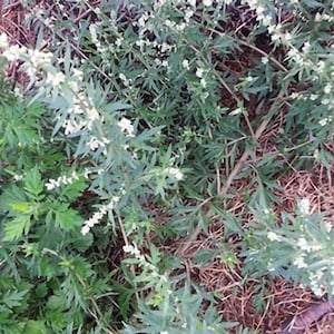 Mugwort Seed - Artemisia vulgaris - medicinal herb - Seeds